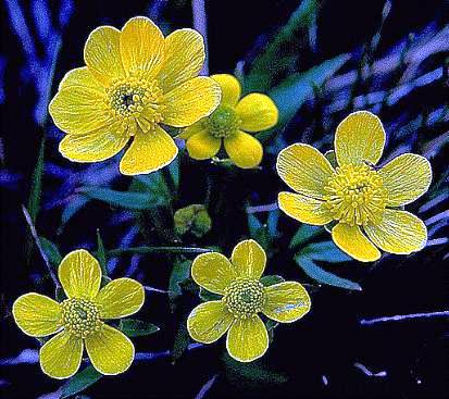 Buttercup, sagebrush