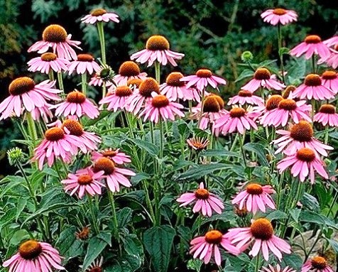 Echinacea Two