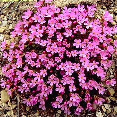 Rocky Mountain Pinks