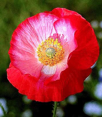 Poppy