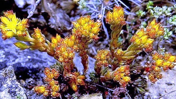 Stonecrop4