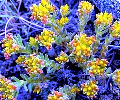 Stonecrop