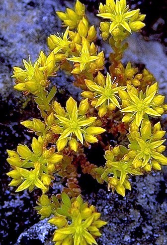 Stonecrop3