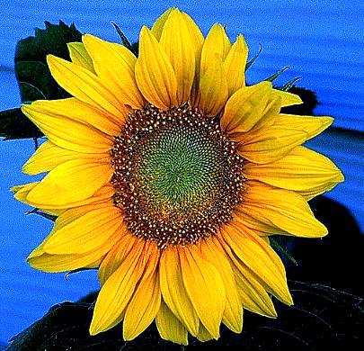 Sunflower Two