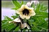 Henbane