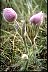 Pasqueflower