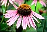 Echinacea III