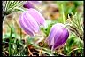 Pasqueflower