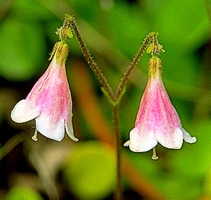 Twinflower